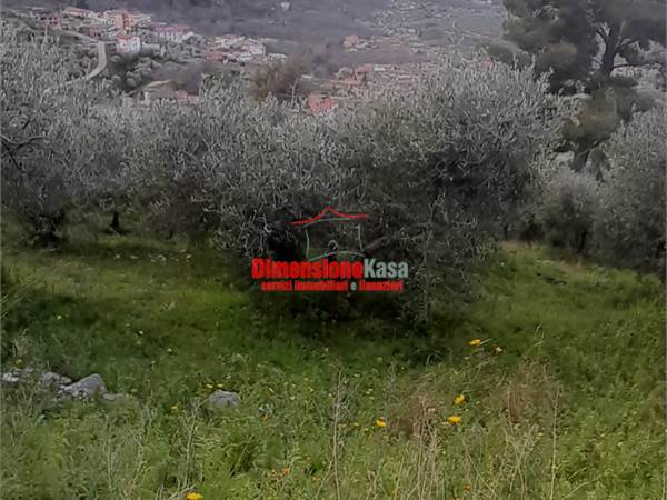 Terreno agricolo
