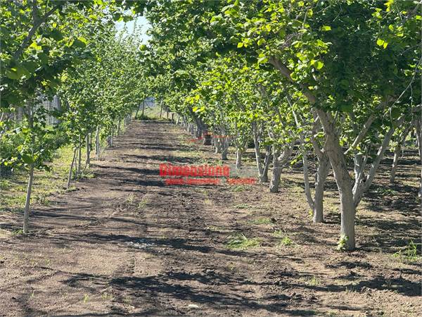 Terreno agricolo in Vendita a Nola 