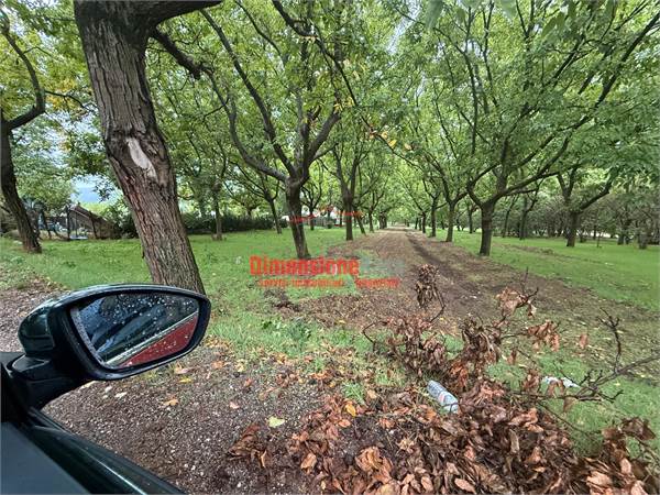  Terreni Agricoli con noceti in vendita